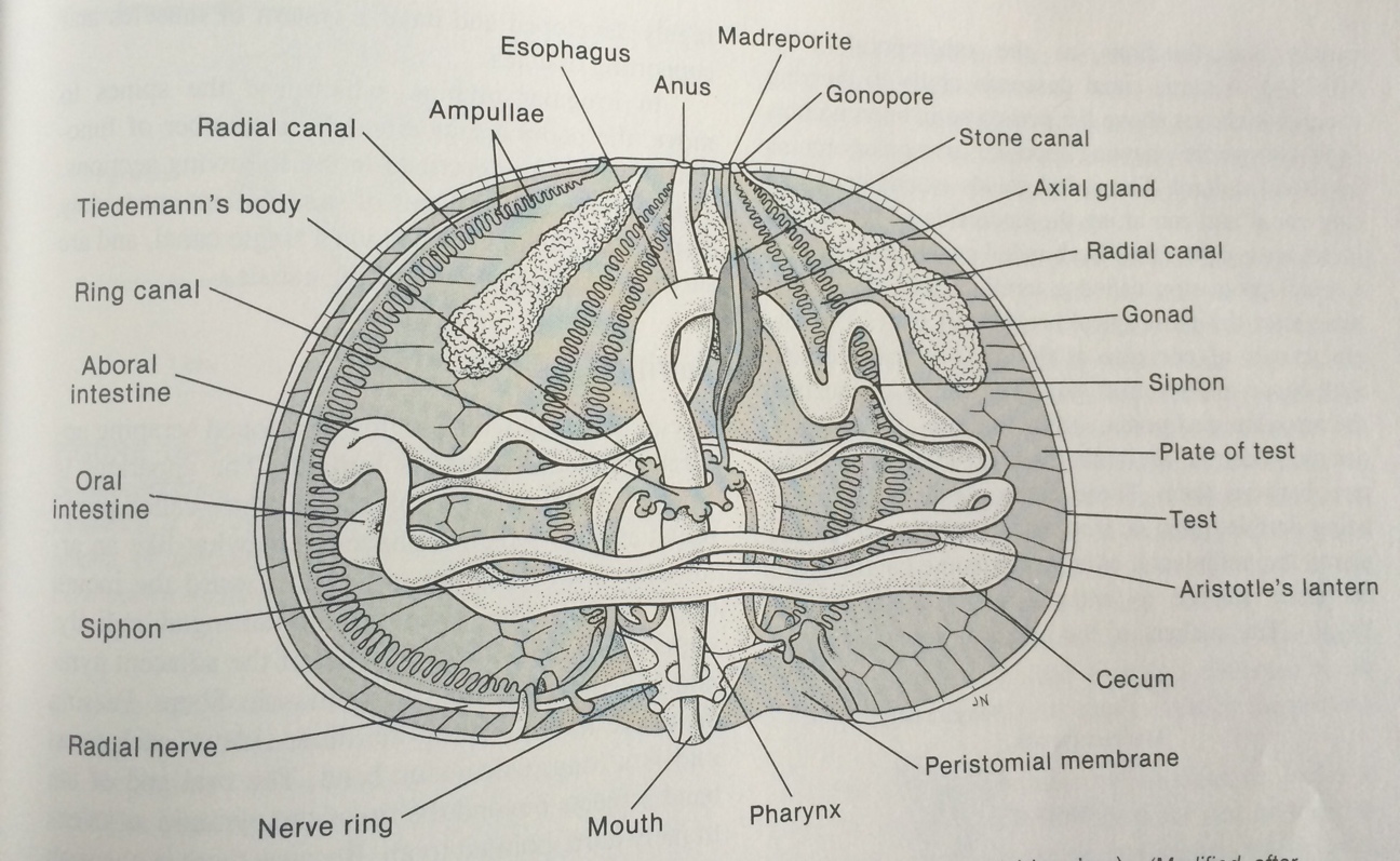 figure image